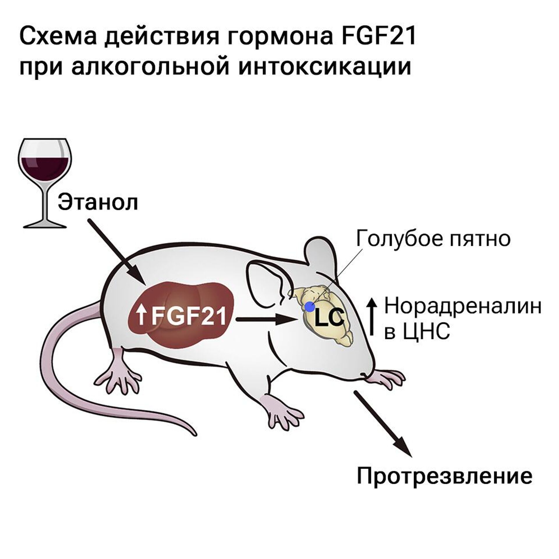 Схема действия гормона FGF21 при алкогольной интоксикации - РИА Новости, 1920, 20.03.2023