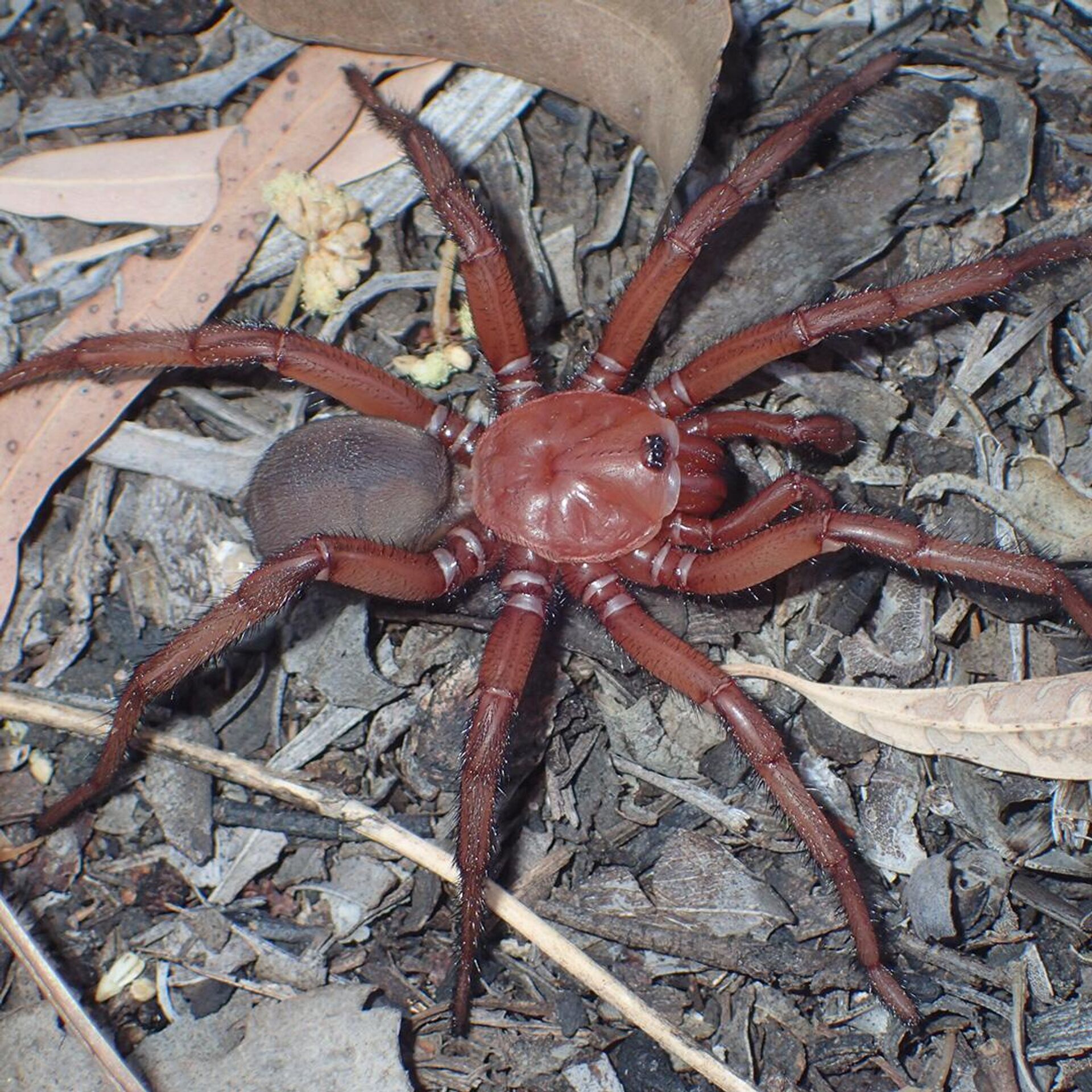 гигантский паук в австралии