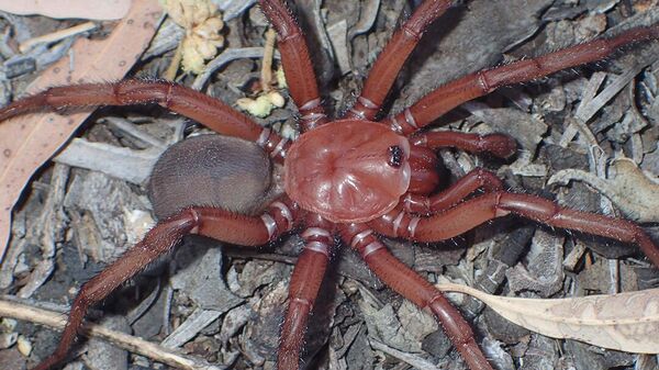 Новый вид паука Euoplos dignitas, обнаруженный в Центральном Квинсленде