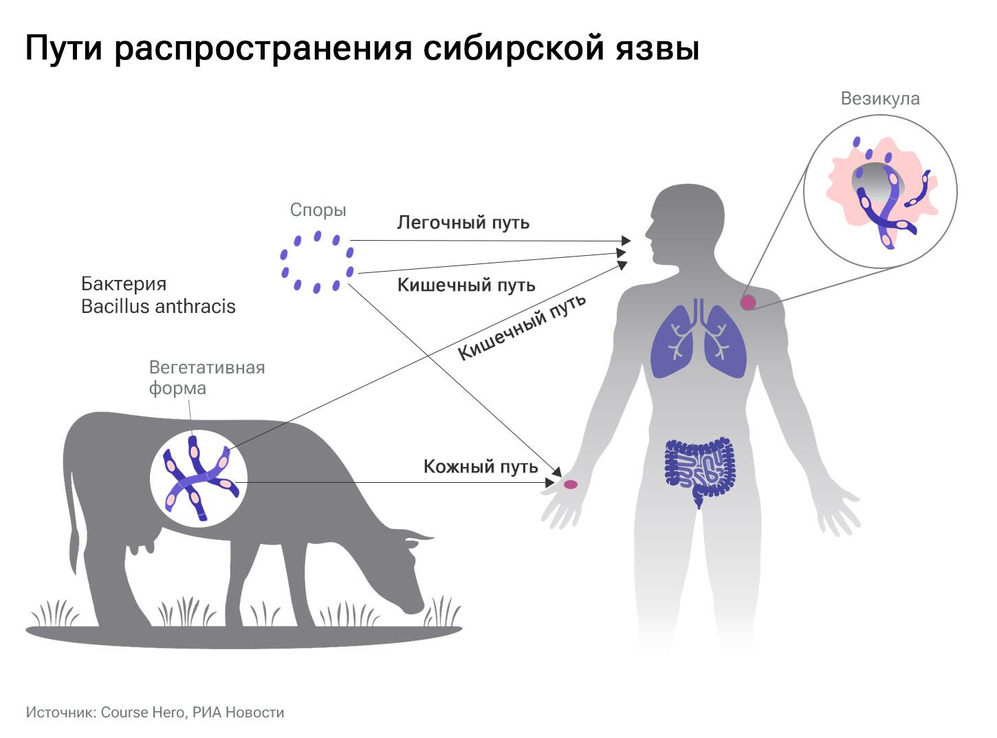 В России сибирская язва. Кто в зоне риска и что им грозит - РИА Новости,  24.03.2023