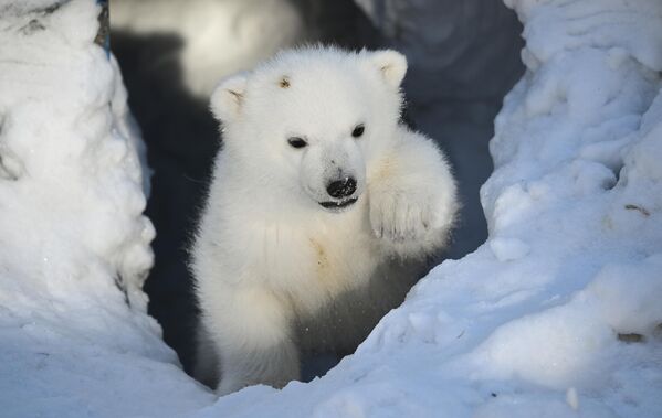 Медвежонок, родившийся 16 декабря 2022 года у белых медведей Кая и Герды, в Новосибирском зоопарке имени Ростислава Шило