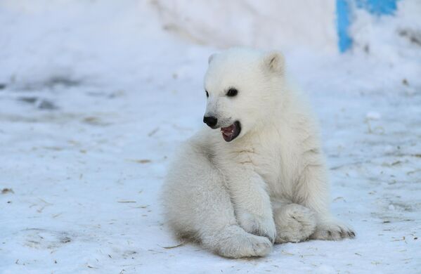 Медвежонок, родившийся 16 декабря 2022 года у белых медведей Кая и Герды, в Новосибирском зоопарке имени Ростислава Шило