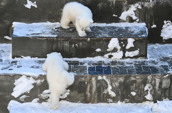Медвежата, родившиеся 16 декабря 2022 года у белых медведей Кая и Герды, в Новосибирском зоопарке имени Ростислава Шило