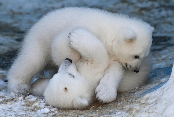 Медвежата, родившиеся у белых медведей Кая и Герды, в Новосибирском зоопарке имени Ростислава Шило