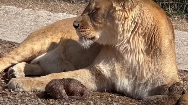 Львица родила трех львят в парке львов Тайган в Белогорском районе Крыма