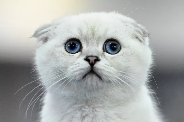 Кошка породы шотландская вислоухая окраса линкс-пойнт на Международной выставке кошек в Сочи