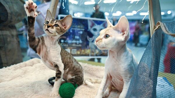 Котята породы девон-рекс на Международной выставке кошек в Сочи