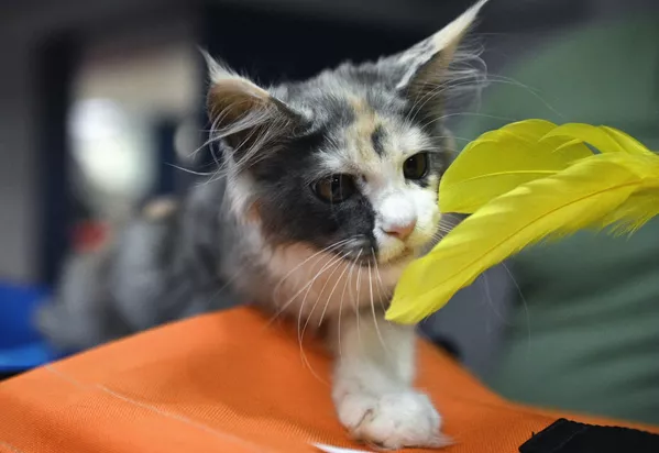 Котенок породы мейн-кун на Международной выставке кошек в Сочи