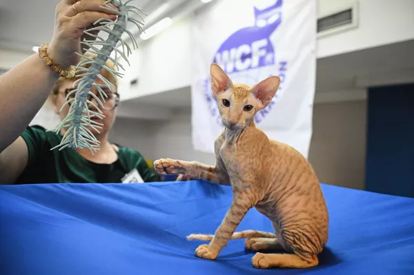 Кошка породы петерболд на Международной выставке кошек в Сочи