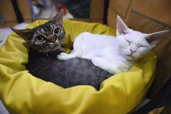 Кошки породы девон-рекс на Международной выставке кошек в Сочи