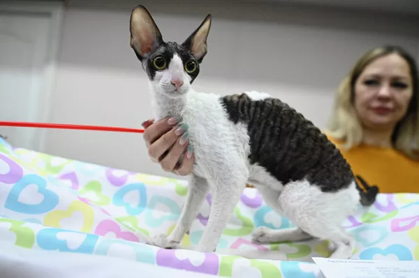 Кошка породы корниш-рекс на Международной выставке кошек в Сочи