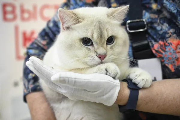 Кошка породы британская короткошерстная на Международной выставке кошек в Сочи