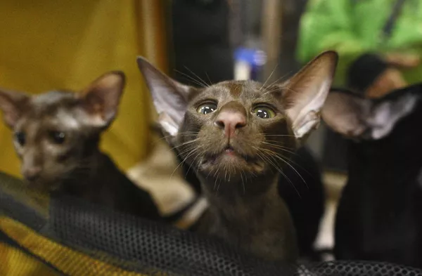 Кошки породы ориентальная на Международной выставке кошек в Сочи