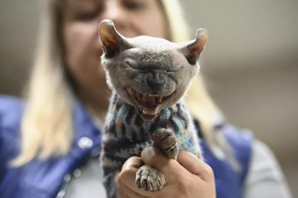 Кошка породы эльф на Международной выставке кошек в Сочи
