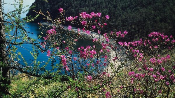 Цветение багульника — даурского рододендрона. Озеро Байкал