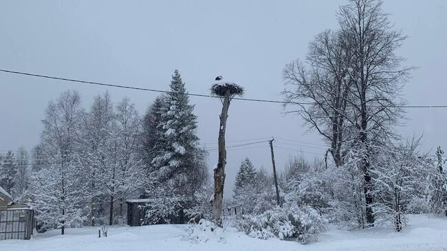 Аист в Лужском районе Ленинградской области