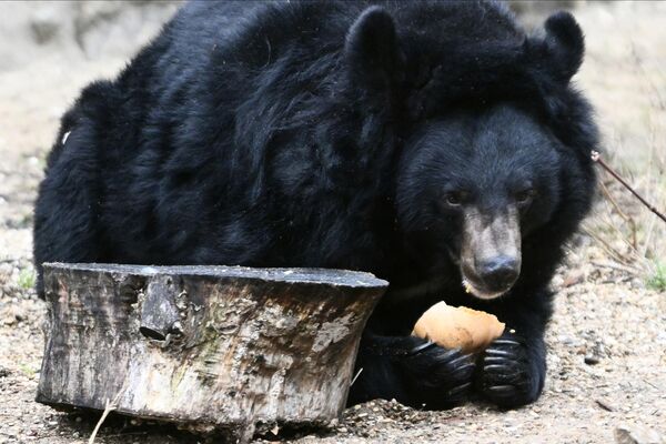 Гималайский медведь Аладдин, проснувшийся после зимней спячки, в Московском зоопарке