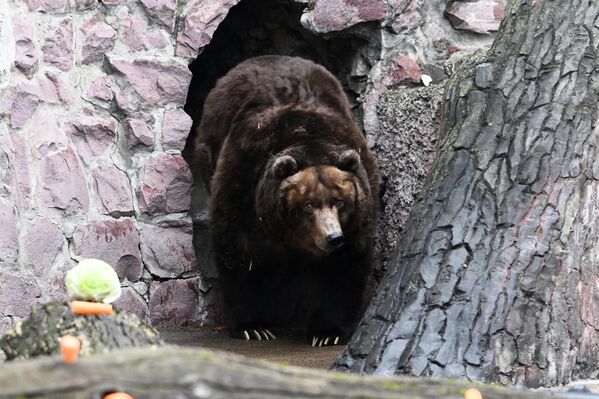 Бурая медведица Роза, проснувшаяся после зимней спячки, в Московском зоопарке