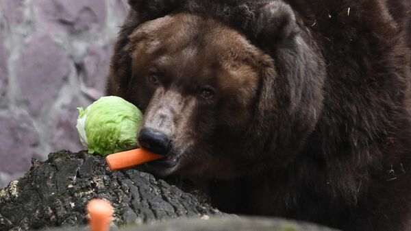 Бурая медведица Роза, проснувшаяся после зимней спячки, в Московском зоопарке