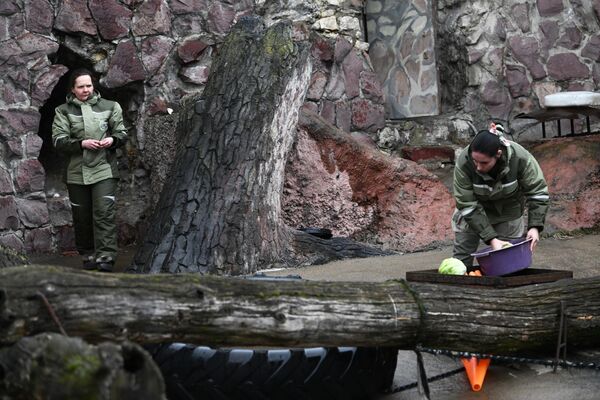 Сотрудники Московского зоопарка подготавливают еду в вольере для медведей, которые проснулись после зимней спячки