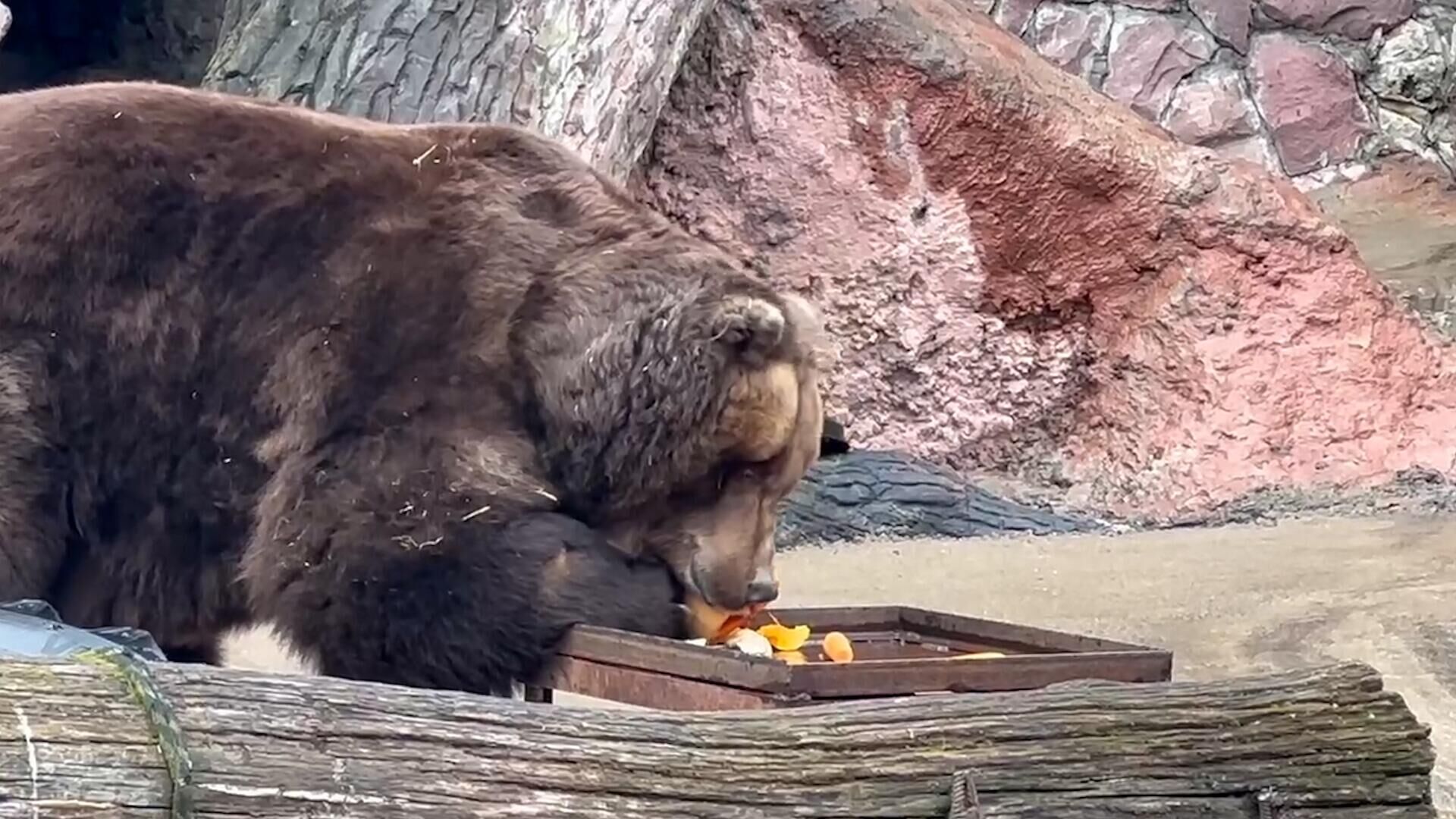 Медведи проснулись после зимней спячки. Кадры из Московского зоопарка - РИА Новости, 1920, 29.03.2023