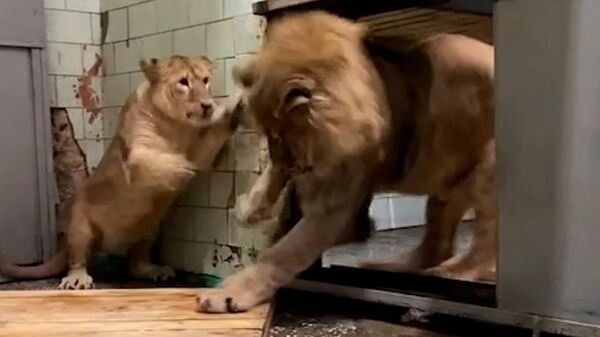Свидание не по плану: первая встреча львицы и льва в Челябинском зоопарке