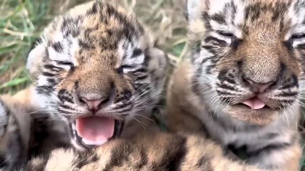 Новорожденные тигрята в крымском сафари-парке Тайган