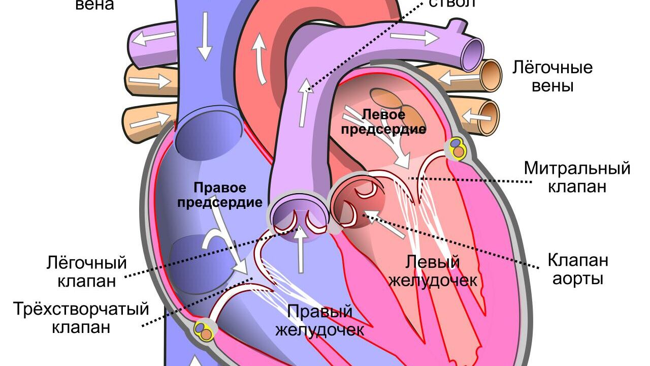 Три «домашних» способа проверить работу сердца - Полезная информация от клиники «КИТ»
