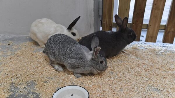 Кролики в новом зоопарке Перми