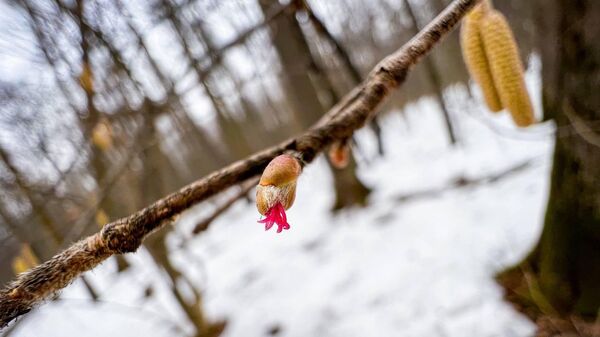 Орешник начал массово цвести в лесопарках Москвы