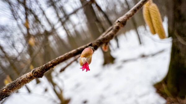 Орешник начал массово цвести в лесопарках Москвы