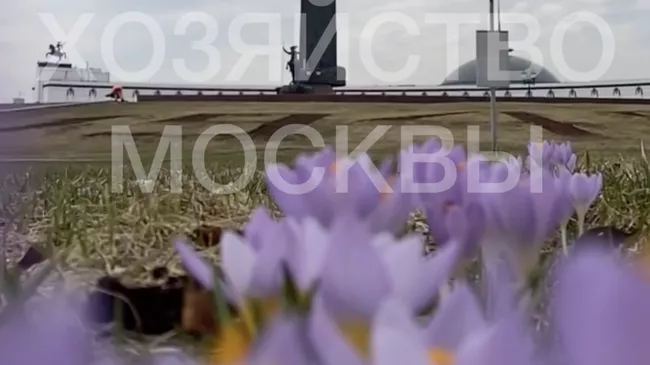 Крокусы расцвели на Поклонной горе в Москве