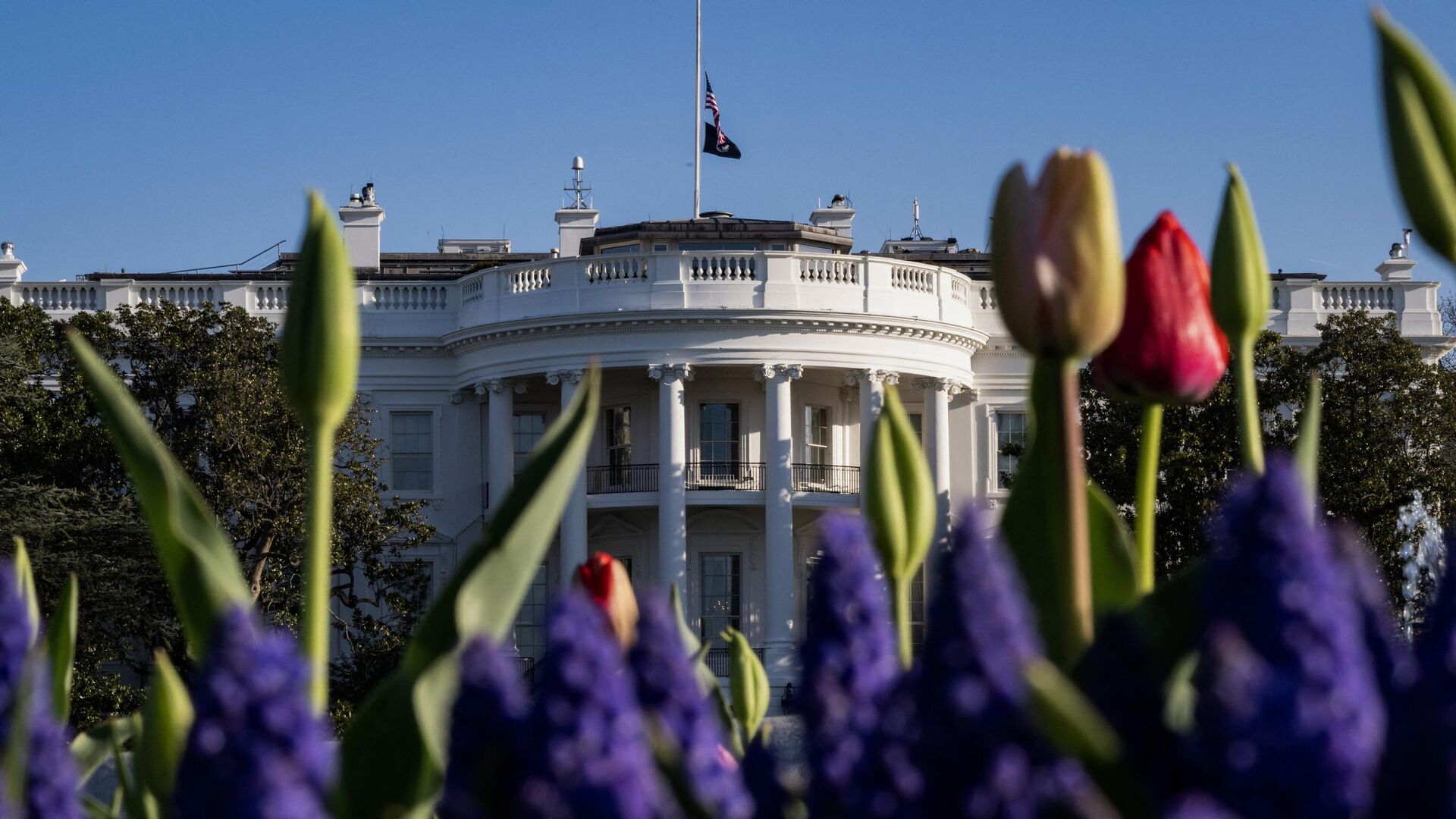 Весенние цветы на лужайке Белого дома США - РИА Новости, 1920, 05.04.2023