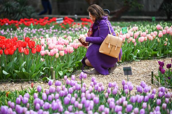 Посетительница фотографирует цветы на открытии ежегодной выставки Парад тюльпанов в Никитском ботаническом саду в Крыму