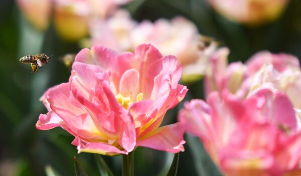Цветы на открытии ежегодной выставки Парад тюльпанов в Никитском ботаническом саду в Крыму