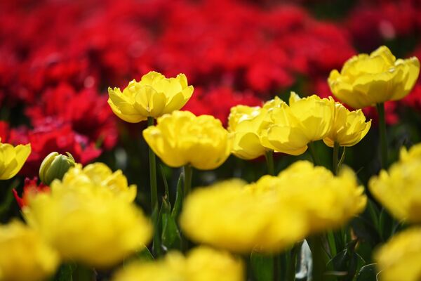 Тюльпаны на открытии ежегодной выставки Парад тюльпанов в Никитском ботаническом саду в Крыму