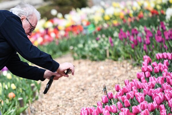 Посетитель фотографирует цветы на открытии ежегодной выставки Парад тюльпанов в Никитском ботаническом саду в Крыму