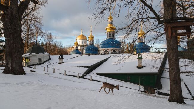 Косуля у Свято-Успенского Псково-Печерского монастыря, Псковская область