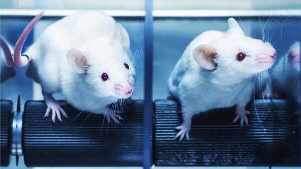 Лабораторные мыши 