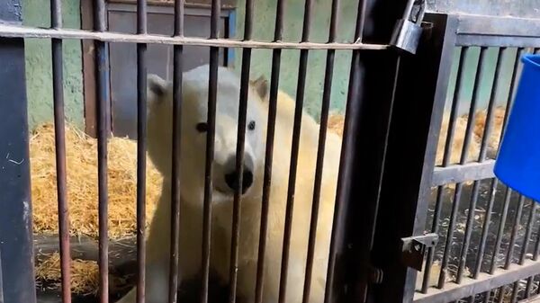 Кадры из московского зоопарка, где медведь Диксон проходит реабилитацию
