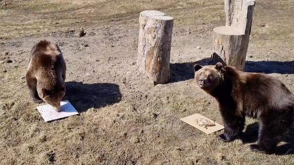 Бурые медведи Ума и Топа в Ярославском зоопарке
