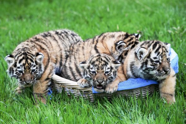 Новорожденные амурские тигрята на территории сафари-парка Тайган в Крыму