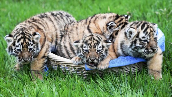Новорожденные амурские тигрята на территории сафари-парка Тайган в Крыму