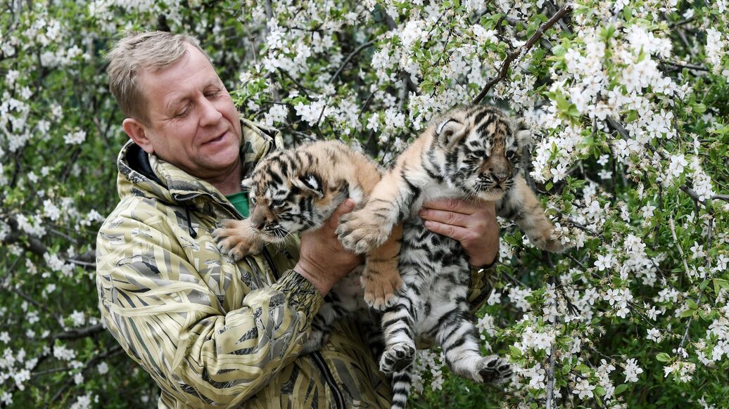 Директор парка львов "Тайган" в Крыму пострадал при нападении льва