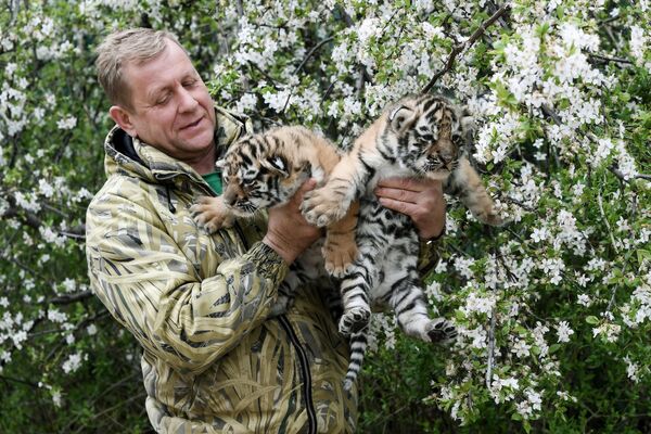 Директор сафари-парка Тайган Олег Зубков держит на руках новорожденных амурских тигрят
