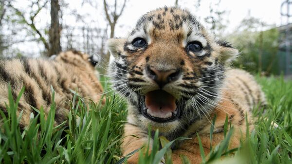 Новорожденный амурский тигренок