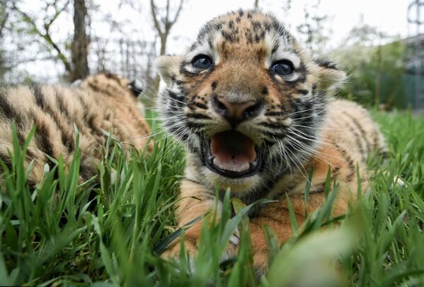Новорожденный амурский тигренок на территории сафари-парка Тайган в Крыму