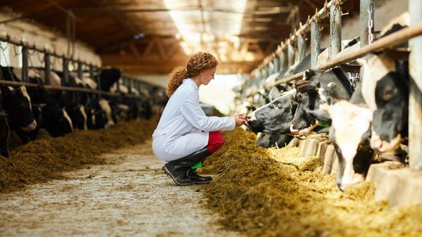Женщина-ветеринар осматривает коров на ферме 