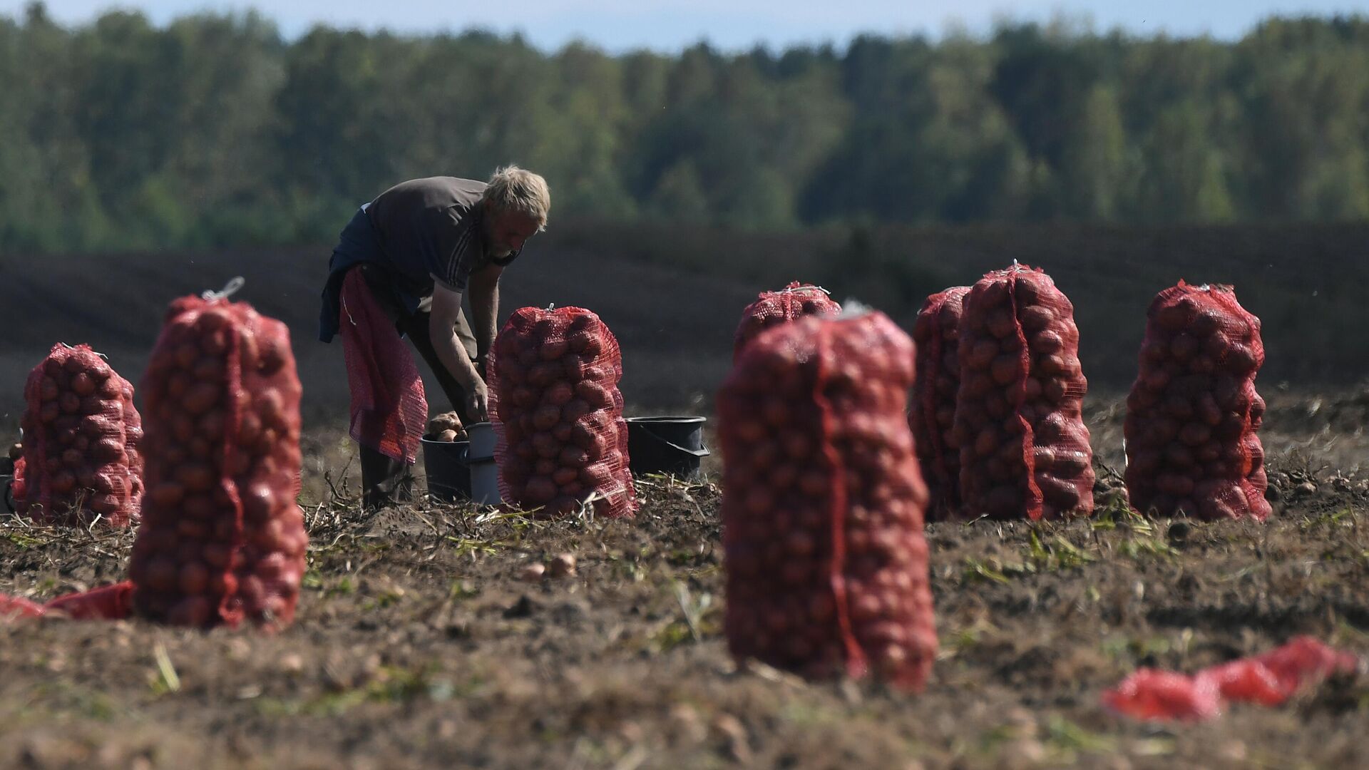 Уборка урожая картофеля на фермерском поле - РИА Новости, 1920, 24.05.2023