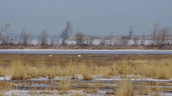 Лебеди вновь прилетели для гнездования на комплекс защитных сооружений (КЗС) Санкт-Петербурга в Финском заливе